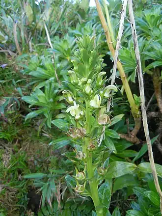 Description de l'image Lobelia stricta.JPG.