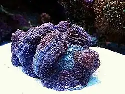 Lobophyllia hemprichii.