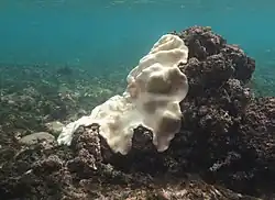 Lobophytum cf. depressum.