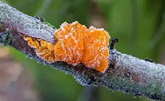 Tremella mesenterica, un Tremellomycetes