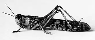 Image illustrative de l’article Infestation de criquets dans l'Empire ottoman en 1915