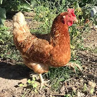 Poule Lohmann Brown de 24 mois.