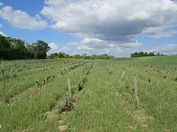 Vignoble de la vallée de la Loire, dans le centre.
