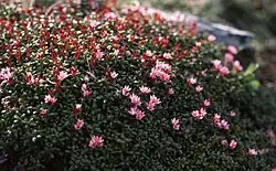 Azalée des Alpes à Padjelanta