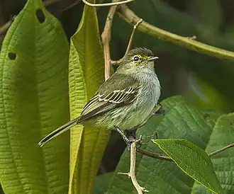 Description de l'image Loja Tyrannulet - South Ecuador S4E9950 (16685750028).jpg.