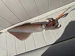 Le même spécimen, vu de dessous.