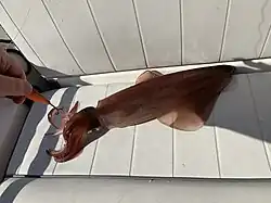 Spécimen pêché dans le Geirangerfjord (vu de dessus).