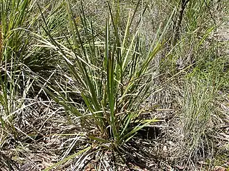 Description de l'image Lomandra longifolia (5085607298).jpg.