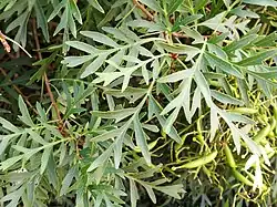 Feuilles aux jardins botaniques de Cranbourne, dans l'État de Victoria.