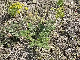 Description de l'image Lomatium foeniculaceum (4012652963).jpg.
