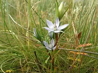 Description de l'image Lomatogonium rotatum 24010441.jpg.