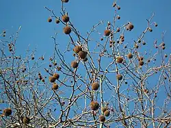 Fruit dans l'arbre en hiver.