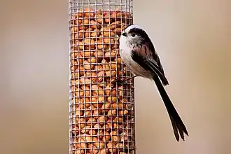 Mésange à longue queue.