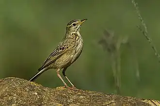 Description de l'image Long-billed Pipit - Natal - South Africa S4E6593 (16378617574).jpg.
