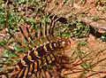 Arthropode myriapode Thereuopoda longicornis