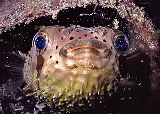 Diodon holocanthus (Sulawesi, Indonésie)