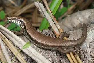 Description de l'image Long-tailed Skink (Mabuya longicaudata) 長尾南蜥2.jpg.