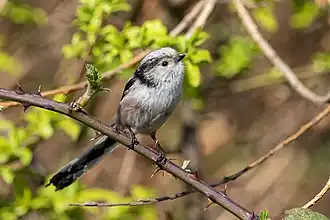 Mésange à longue queue dans des ronces (Gennevilliers, France, mars 2022).