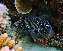 Un poisson-comète à longues nageoires (Calloplesiops altivelis)
