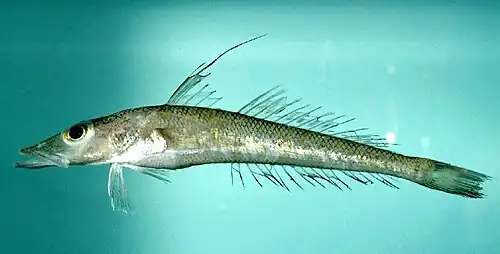 Bembrops anatirostris (Percophoidei)