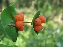 Fruits