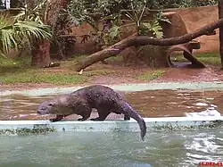 Loutre à longue queue (Lontra longicaudis)