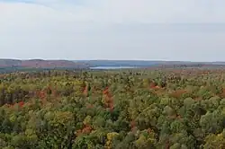 Une forêt d'arbres allant du vert à l'orange près d'une étendue d'eau.