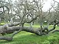 Ici, c'est le caractère rampant des branches qui impressionne (Lopez Lake, San Luis Obispo County parks, Californie, États-Unis).
