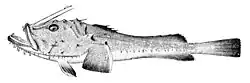 Baudroie commune (Lophius piscatorius, is:Skötuselur)