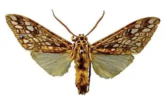 Lophocampa atriceps ♂
