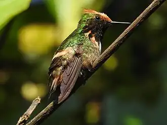 Description de l'image Lophornis brachylophus Short-crested coquette; La Pintada, Guerrero, Mexico.jpg.