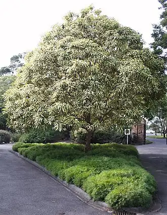 Description de l'image Lophostemon confertus plus limelight gc maranoa email.jpg.