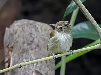 Description de l'image Lophotriccus galeatus - Helmeted Pygmy Tyrant, Presidente Figueiredo, Amazonas, Brazil 01.jpg.