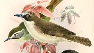 Description de l'image Lophozosterops superciliaris, Heleia crassirostris & Pachycephala nudigula 1897 (cropped).jpg.