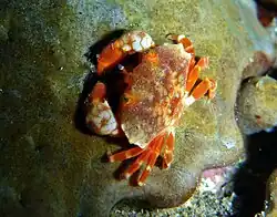 Lophozozimus pulchellus