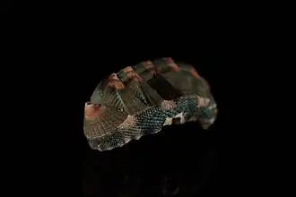 Description de l'image Lorica haurakiensis (Chiton) (48740716157).jpg.