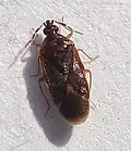 Microphysidae: Loricula pselaphiformis,