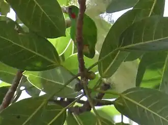 Description de l'image Loriculus flosculus 107995904.jpg.