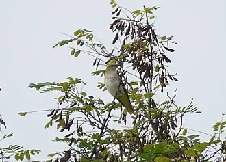 loriot d'Europe juvénile.