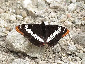 Description de l'image Lorquin's Admiral (15400947186).jpg.