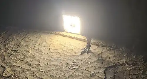 Empreinte et patte reconstituée.