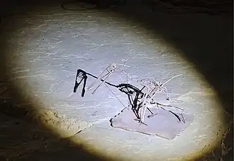 Squelette reconstitué.