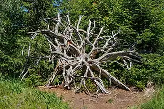 Racines d'un Épicéa commun, Forêt-Noire, Allemagne.