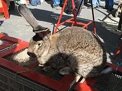 Géant-des-Flandres.