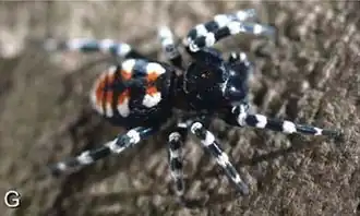 Description de cette image, également commentée ci-après