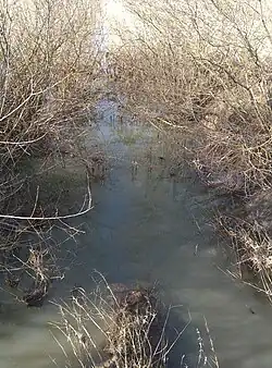 Loutre Noire au Pré Pagny.