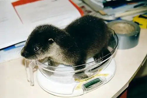 Loutron à la pesée au Centre de Réintroduction des Cigognes et des Loutres de Hunawihr.