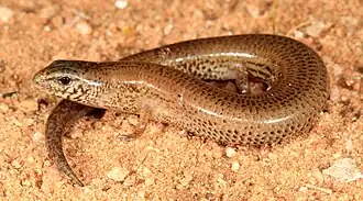 Description de l'image Lowland Earless Skink (Hemiergis peronii) (9389647025).jpg.