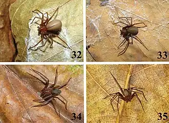 Description de l'image Loxosceles amazonica (10.3897-zookeys.667.11369) Figures 32–35.jpg.