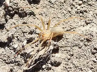 Description de l'image Loxosceles blanda.jpg.